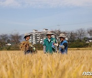 "통계청, 벼 베고 타작까지"…쌀 생산량 조사 현장가보니