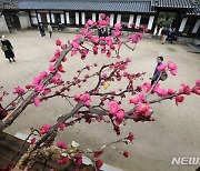 가을날 낙선재에 활짝 핀 봄 꽃