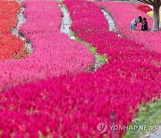 철원 고석정 꽃밭, 개장 1년 5개월 만에 관광객 100만명 돌파