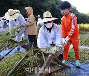 [포토] 강남구, ‘전통 가을걷이 체험행사’