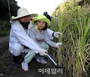 [포토] 벼 베기 신기해요~