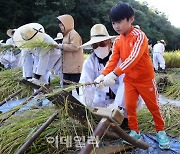 [포토] 전통 가을걷이 체험