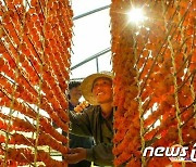 '감 풍년' 선전한 북한…"당의 은정 속에 경사"