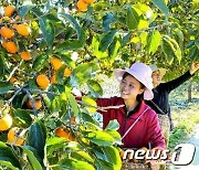 북한 "우리 인민의 행복한 생활"…안변군 '감 풍년' 선전