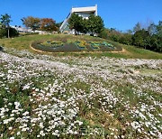 구절초·메밀꽃 만개 '여수시 선사유적공원'에서 꽃구경하며 힐링! 