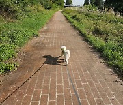 반려동물 진료비 부담 덜었어요!