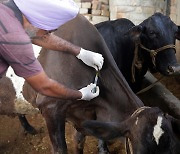 서산 한우농장서 국내 첫 ‘럼피스킨병’ 발생…1종 가축전염병