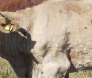 충남 서산 한우농장서 '럼피스킨병' 확진...국내 첫 발생