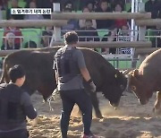 4년 만에 보은서 ‘소 힘겨루기 대회’ 재개…동물학대 논란도