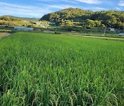 여수 여천농협, 가루쌀 생산단지 육성 공모사업 선정