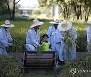 '벼 이삭이 우수수' 탈곡 체험하는 어린이들