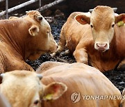 서산서 국내 첫 가축 괴상피부병 발생…"사람에게 전염 안 돼"