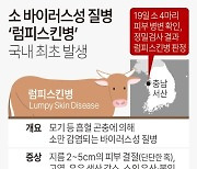 [그래픽] 소 바이러스성 질병 '럼피스킨병' 국내 최초 발생