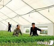 "수종 좋은 나무모 생산에 힘을"…평안북도 동림군