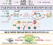 한양대 연구팀, 암세포만 표적 제거...“신약 개발 단초 제시”