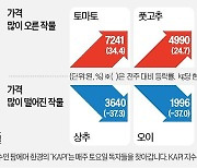 갑작스런 추위에…풋고추·토마토값 '껑충'