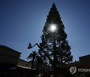 California Christmas Tree