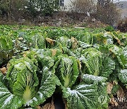 강원 배추밭에 내린 첫눈