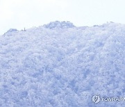 지리산 천왕봉에 핀 상고대