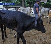 국내 첫 럼피스킨병, 사흘 새 10개 농장서 확진