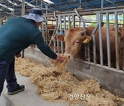 소값 하락, 사룟값은 폭등…폐업 위기에 내몰린 영세 한우농가[현장에서]