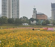 10년 넘게 방치된 5000평 공터에 씨 뿌리니 꽃도 주민도 ‘활짝’