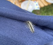 Concerns grow over rise of fall webworm