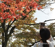 손 안에 담기는 단풍