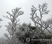 한라산에 활짝 핀 상고대