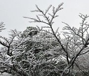 한라산은 벌써 겨울…상고대 활짝