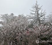 가을과 겨울이 교차하는 한라산…상고대 활짝