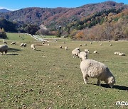 "걱정근심 내려놓은 양떼처럼"…대관령 목장길서 느끼는 찰나의 가을