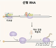 KAIST, 저용량 고효율 RNA백신 개발 촉진…"합성과정 새 메커니즘 규명"