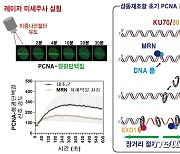 DNA복구 중 결함·돌연변이 막는 ‘결정적 순간’ 포착…"항암연구 활용"