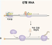 적은 양 주사해도 효과 좋은 mRNA 백신 만들 길 열었다