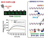 손상된 DNA 복구 잘못되면 암 유발···복구 결함 막을 결정적 순간 포착