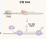 KAIST “저용량·고효율 ‘RNA백신’ 개발 가능성 높여”