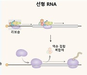 차세대 RNA 백신 나오나…원형 RNA가 단백질 만드는 새로운 과정 찾았다