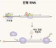 저용량·고효율 RNA 백신 개발 가능해진다