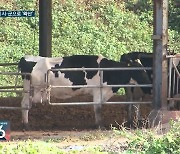 경기·충남·충북에서 럼피스킨병 7건 추가…총 17곳 확진