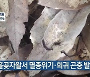 선흘곶자왈서 멸종위기·희귀 곤충 발견