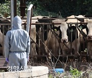 Ten new cases of “lumpy skin disease” in three days: Rapid spread of a viral infection affecting cattle