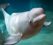 Lotte aquarium, activists battle over release of beluga whale