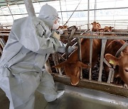 Rise in lumpy skin disease cases in Korea, over 600 cattle culled