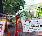 첫 발생 사흘만에 10곳 감염… 소 ‘럼피스킨병’ 무서운 확산