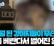 [자막뉴스] 원룸 베란다서 무슨 일이…'구더기 득실' 반려견 사체 4구 발견