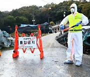 음성군, 충북 처음 럼피스킨병 발생…확산방지 총력대응