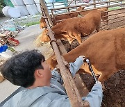 "럼피스킨 확산 막아라"…서산시 방역 총력