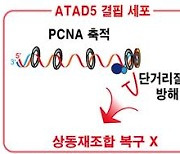 DNA 복구 중 결함·돌연변이 막는 '결정적 순간' 포착