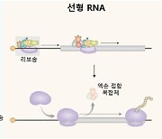 저용량 고효율 RNA 백신 개발 가능해진다